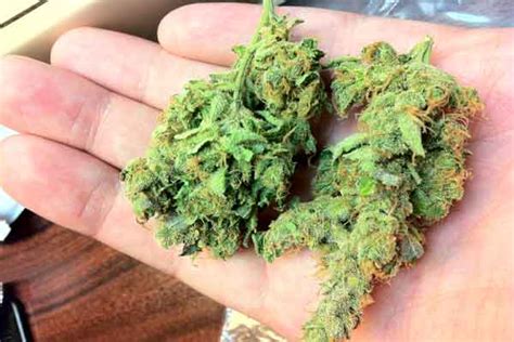 high mids marijuana strain pot valet