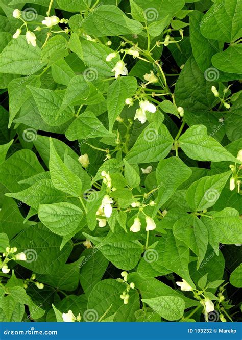 bean plant stock photo image  farming diet blossom