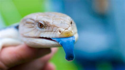 blue tongued skink care guide needed reptile roommate