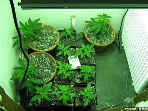 what s the best way to sex my seedlings 420 magazine