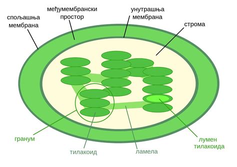 diagram  chloroplast  diagrams