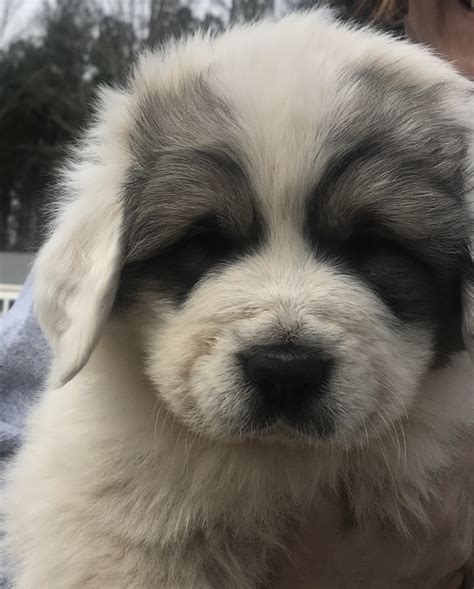 great pyrenees puppies  sale holly springs nc