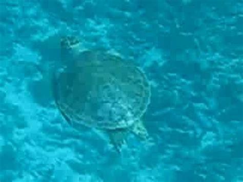 zeeschildpad sunreef curacao juli  youtube