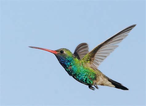 simply sweet melissa hummingbirds