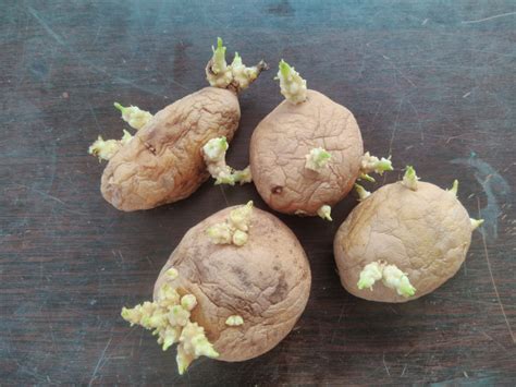 propagating  growing potatoes  scraps gardening eats