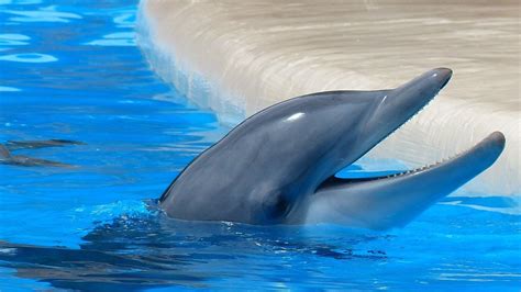petition thomas cook stoppt das schwimmen mit delfinen changeorg