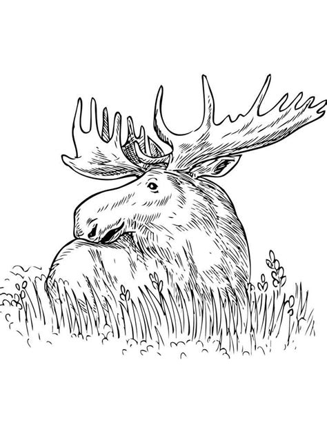elk coloring pages