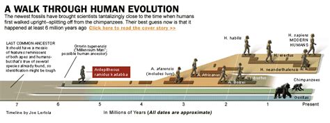 A Walk Through Human Evolution Human Evolution Evolution Human