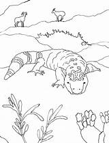 Desert Gila Animals Coloring Monster Drawing Pages Drawings Printable Easy Oasis Getdrawings Sketch Sonoran Paintingvalley Template Science Books Designlooter sketch template