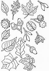 Herbst Ausmalen Malvorlagen Automne Ausdrucken Malvorlage Glands Noix Kostenlos Herbstlaub Feuilles Ausmalbild Deko Grundschule Knutselen Bedruckbar Bastelvorlagen Basteleien Fensterbilder Blatt sketch template