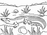 Alligator Alligators Cool2bkids sketch template