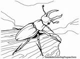 Coloring Beetle Getcolorings sketch template