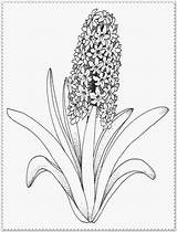 Kleurplaat Hyacint Narcis Tulp Ausmalen Etq Hyazinthe Downloaden Abstract sketch template