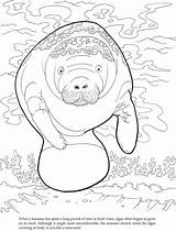 Coloring Manatee Pages Printable Algae Manatees Manati Color Cute Dover Manaties Publications Welcome Dugong Clipart Para Animales Doverpublications Book Mandalas sketch template