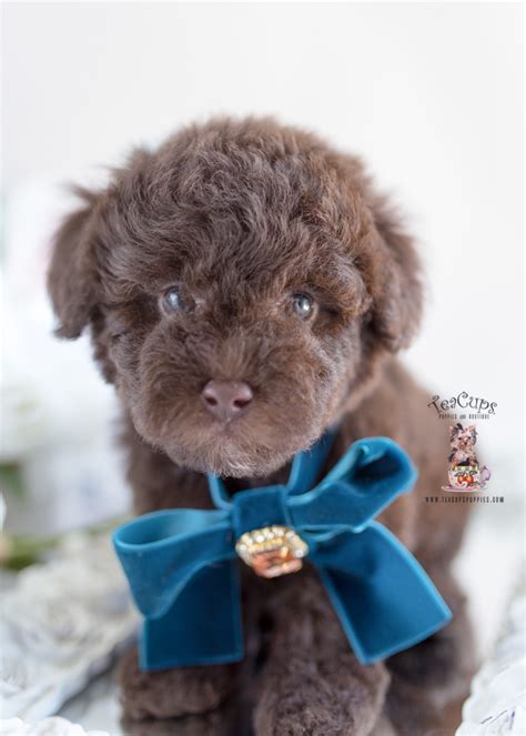 chocolate poodle breeder fl teacup puppies and boutique