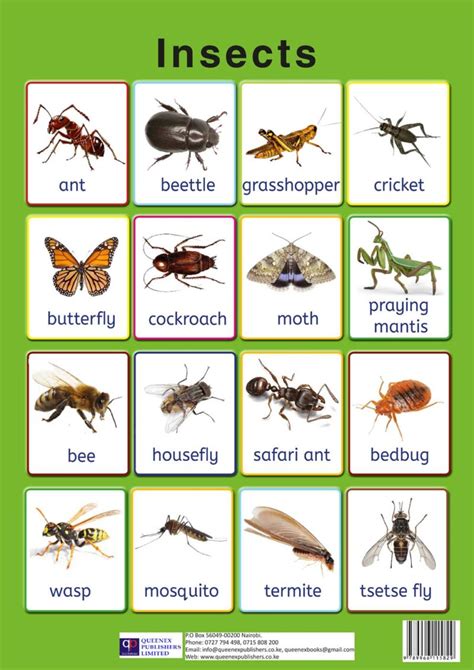 insects queenex publishers limited