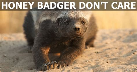 in addition to not caring honey badgers are also quite clever twistedsifter