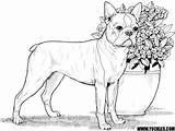 Bulldog French Coloring Pages sketch template