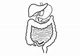 Digestive System Drawing Sketch Human Coloring Pages Easy Tract Gi Draw Line Body Diagram Simple Kids Clipart Drawings Colouring Paintingvalley sketch template