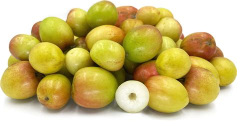 ber indian jujube information recipes  facts