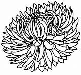 Coloring Chrysanthemum sketch template