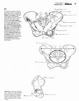 Anatomy Kaplan sketch template