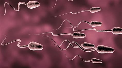 men s sperm counts are dropping across the world and scientists have a