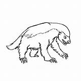 Badger Honey Coloring Drawing Lineart Pages Bucky Deviantart Colouring Getcolorings Printable Clipartmag sketch template