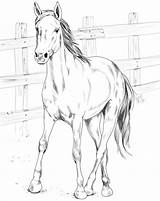 Kuda Mewarnai Realistic Kiger Kasih Semoga Bagi Bermanfaat Berkunjung Terima Kita Foal sketch template