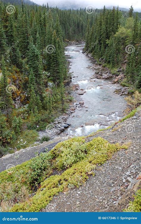 river valley stock photo image  nature path pine