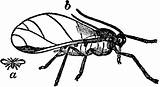 Aphid Aphids Winged Membrane sketch template