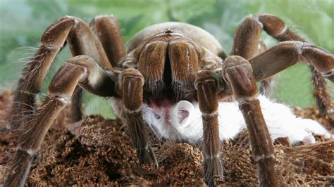 spinnen spinnenrekorde spinnen insekten und spinnentiere natur planet wissen