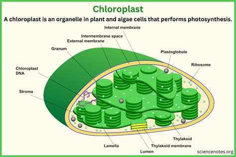 chloroplast function definition  diagram