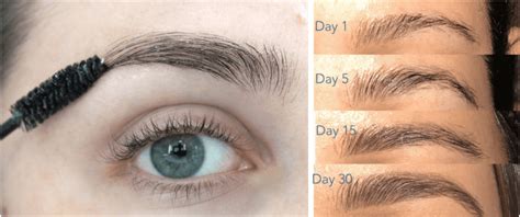 How To Grow Eyebrows Back Fast Eyebrow Poster