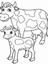 Krowa Kolorowanka Kleurplaat Koe Cielak Kolorowanki Cow Cows Colorir Vaca Koeien Dzieci Druku Kleurplaten Obrazek Dieren Filhote Kalfjes Topkleurplaat Przedszkole sketch template
