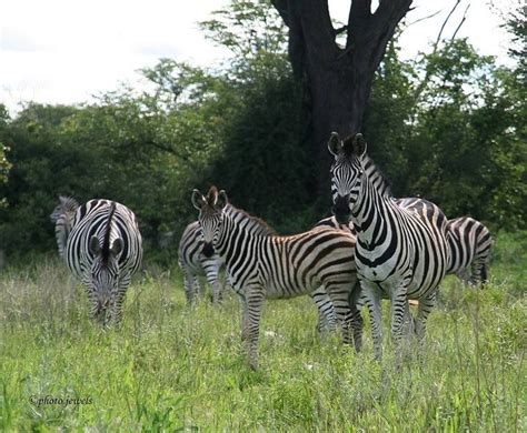 zebras zebras animals wild animals