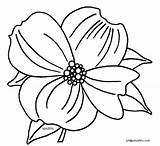 Dogwood Clipart Flower Coloring Drawing Tree State Virginia Blossoms Pages Flowers Flowering Branch Clip Template Clipground Blossom Visit Getdrawings sketch template