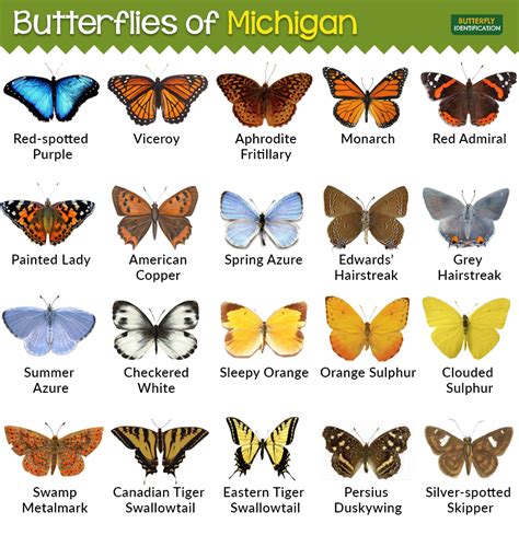 types  butterflies  michigan