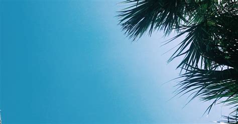 kostenloses foto zum thema insel palme tropisch