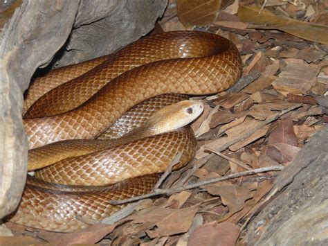 wildlife   world taipan snake facts  danger images