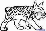 Lynx Coloriage Imprimer Lince Dessin Coloriages Colorier Dragoart sketch template