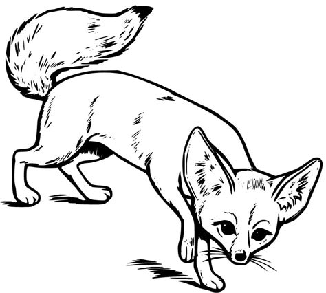 fennec fox  coloring page  printable coloring pages  kids