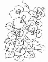 Pea Sweet Coloring Flower Drawing Purple Template Getdrawings sketch template
