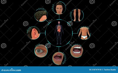 list  external organs   body stock illustration illustration  located hair