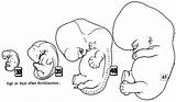 Embryo Clipart Cliparts Library Line Clipground Gif Reproductive System sketch template