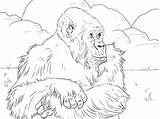 Gorilla Coloring Mountain Drawing Pages Realistic Monkey Cartoon Printable Silverback Gorillas Supercoloring Orangutan Baby Animals Draw Color Print Kids Clipart sketch template