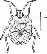 Stink Bug Designlooter Nymph sketch template