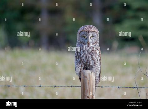 owl giving   stock photo alamy