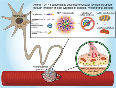 researchers from tel aviv university identifi eurekalert