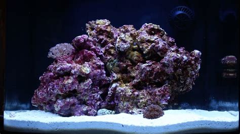 coralife  gallon biocube reef aquarium  week update youtube